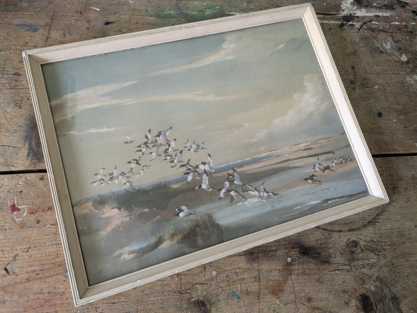 1940s Mid Century Print, FRIGHTENED OYSTER CATCHERS Vernon Ward Birds Flying Vgc