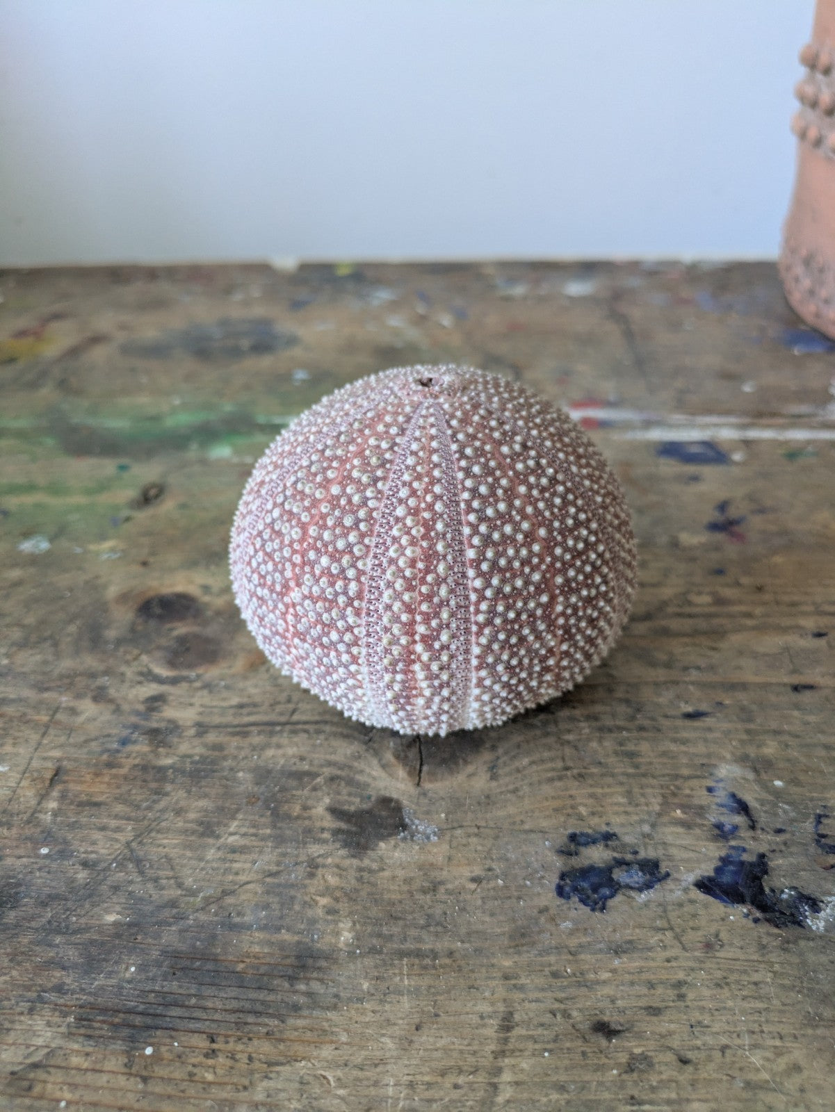 Medium Cornish Sea Urchin Nautical Shell Sea Decor Bathroom Beach Interior Vgc