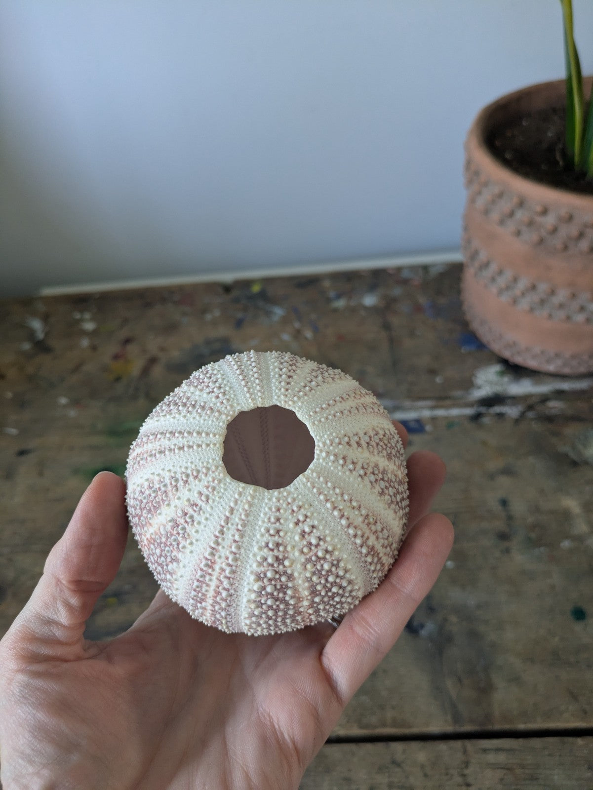 Medium Cornish Sea Urchin Nautical Shell Sea Decor Bathroom Beach Interior Vgc