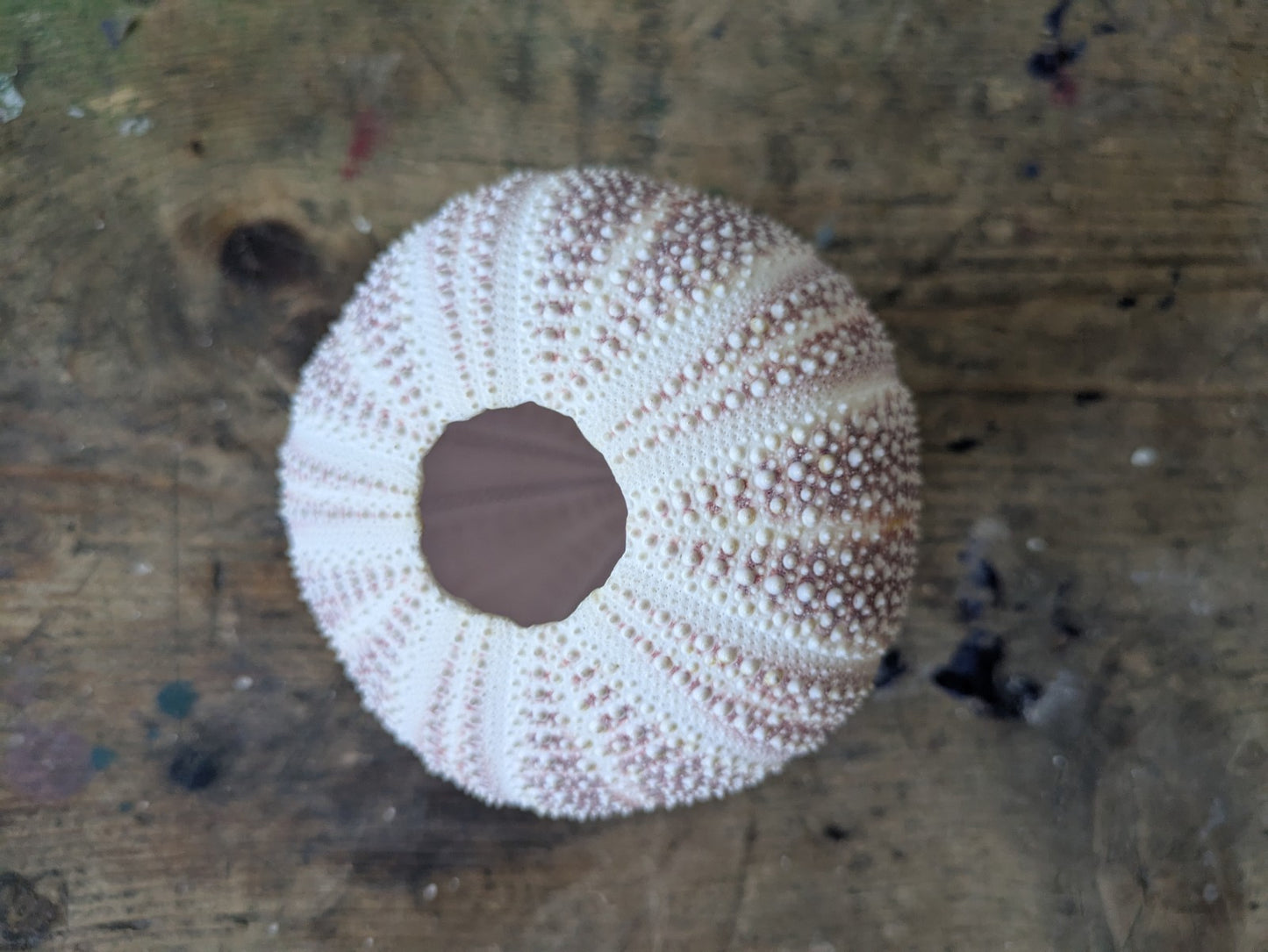 Medium Cornish Sea Urchin Nautical Shell Sea Decor Bathroom Beach Interior Vgc