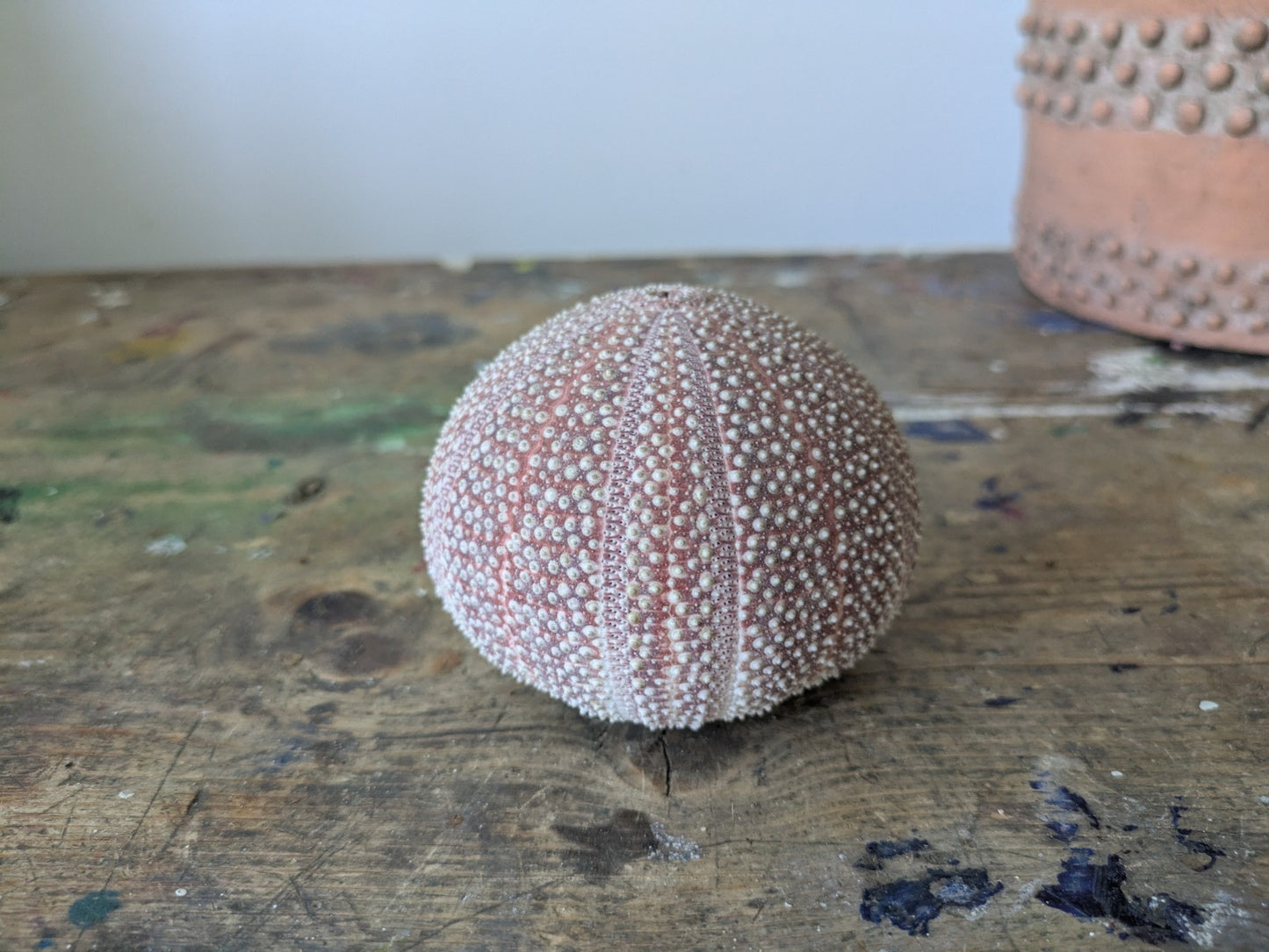 Medium Cornish Sea Urchin Nautical Shell Sea Decor Bathroom Beach Interior Vgc