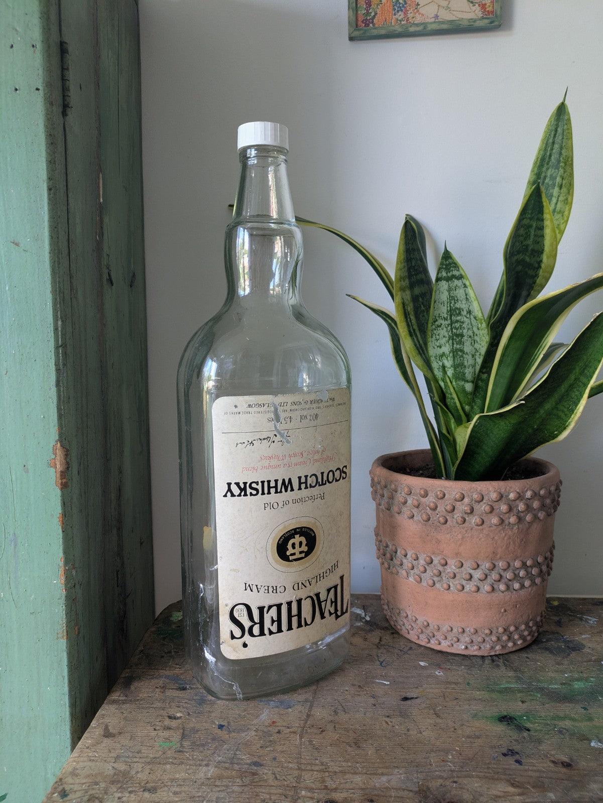 money plant in whiskey bottle Teachers 4.5L Scotch Whisky CLEAR BOTTLE LARGE Optic SIZE EMPTY MONEY –  Honey Picked Vintage