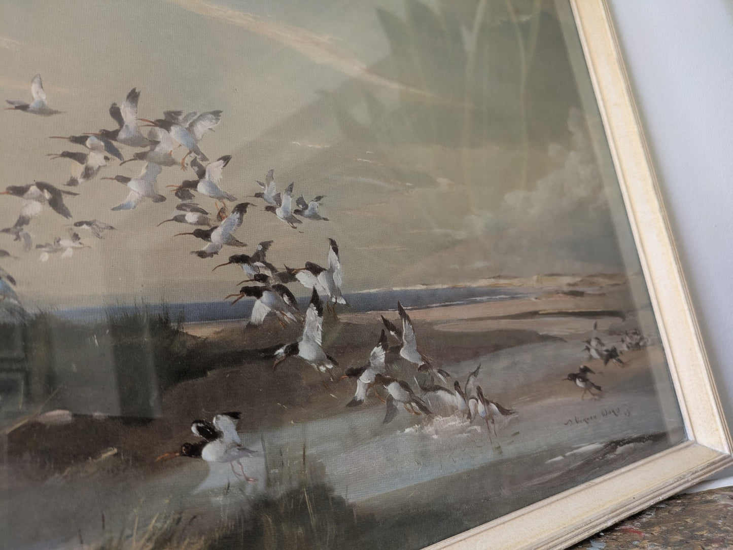 1940s Mid Century Print, FRIGHTENED OYSTER CATCHERS Vernon Ward Birds Flying Vgc