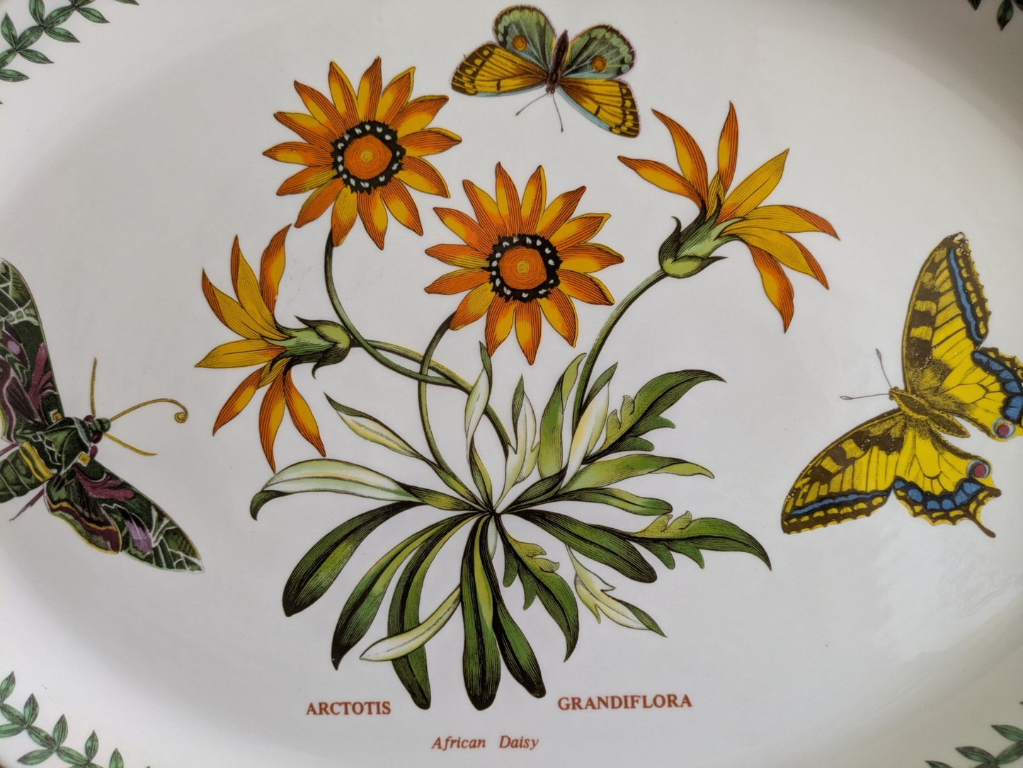 Port Meirion Botanic Garden Butterfly Oval Serving Platter Arctotis Grandiflora