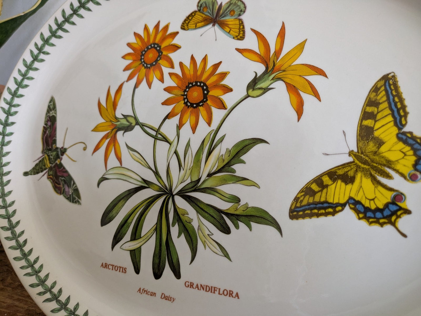Port Meirion Botanic Garden Butterfly Oval Serving Platter Arctotis Grandiflora