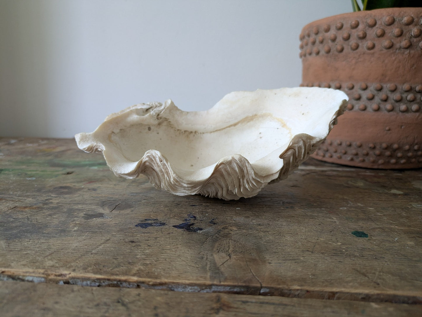 1x Large Natural Seashell Conch Shell Bear Paw Clam Shell Beach Nautical White 