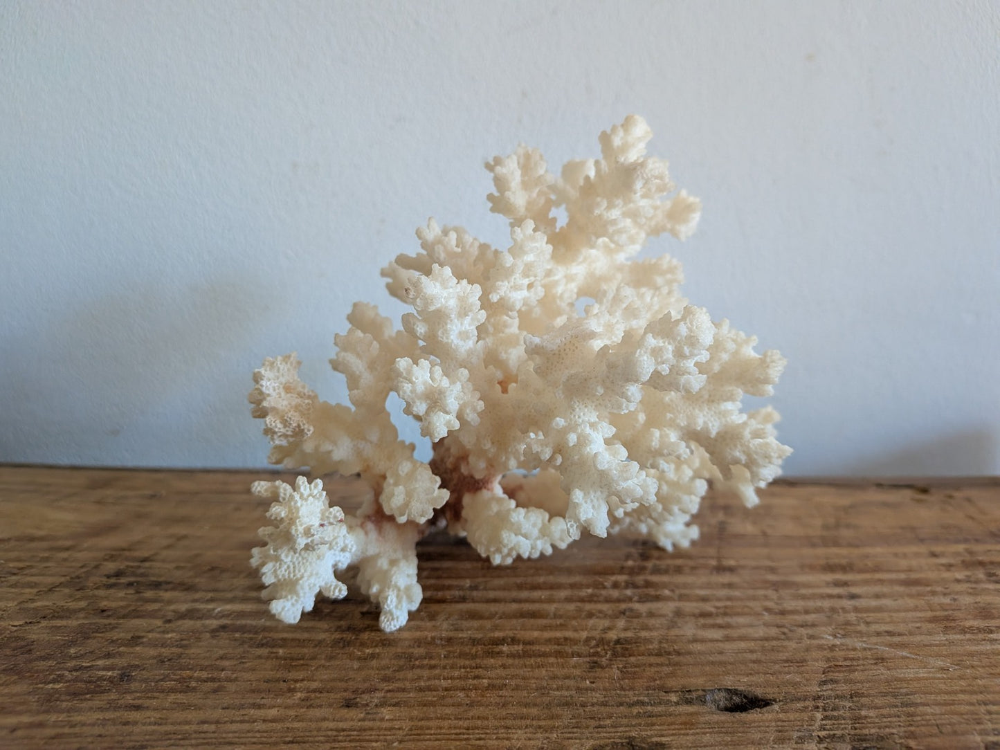 Piece of White Coral Tree Reef 100% Natural Sea Coral Rare Branching Marine Vgc