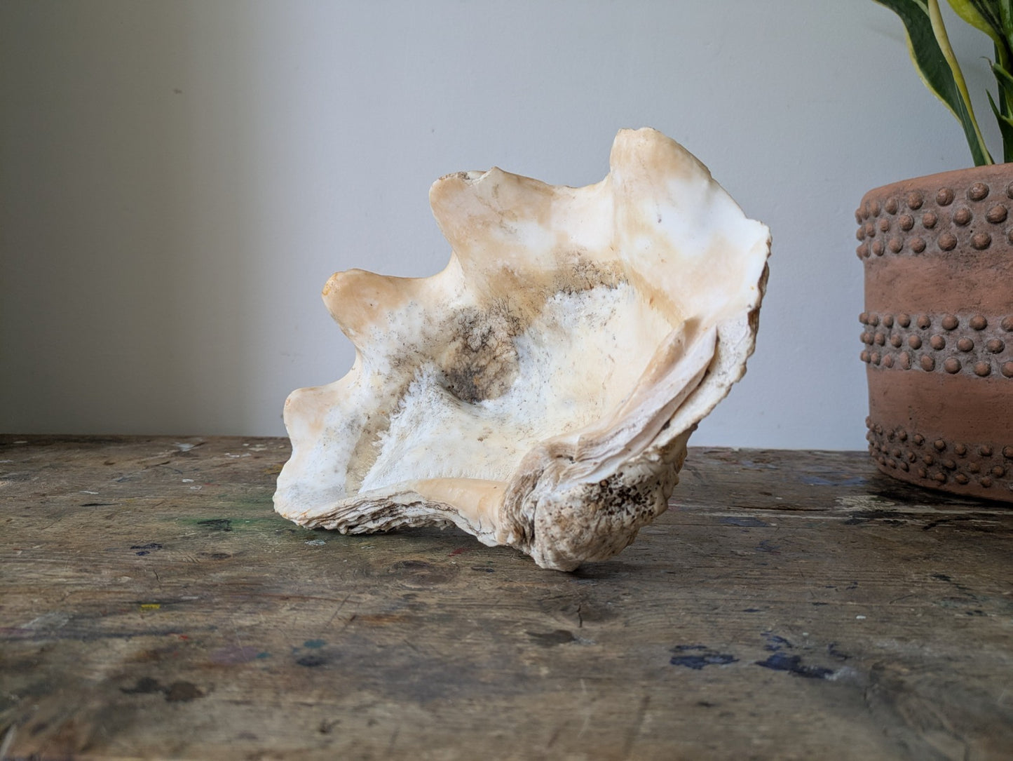 1x Large Natural Seashell Conch Shell Bear Paw Clam Shell Beach Nautical Sea Vgc
