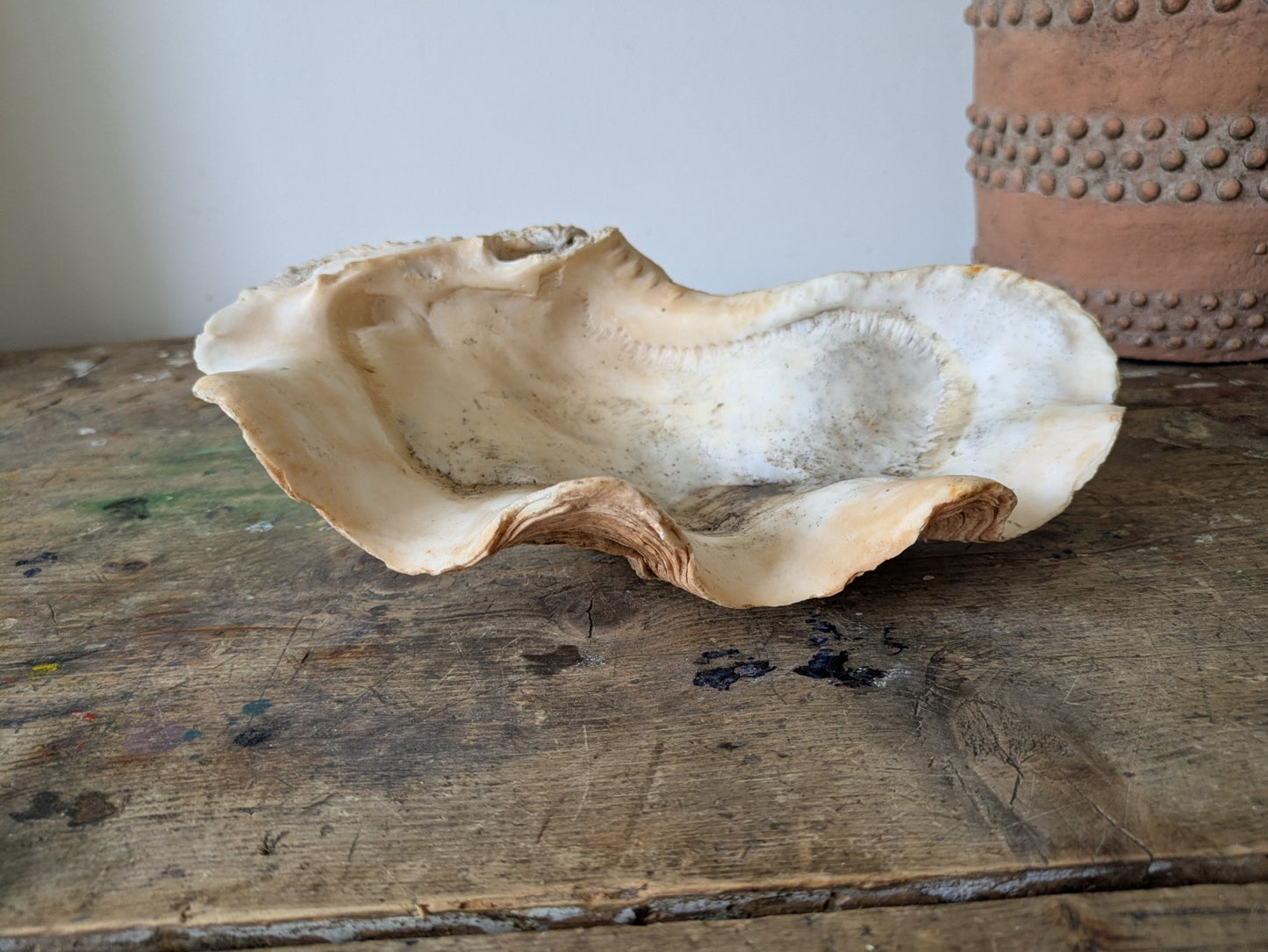 1x Large Natural Seashell Conch Shell Bear Paw Clam Shell Beach Nautical Sea Vgc