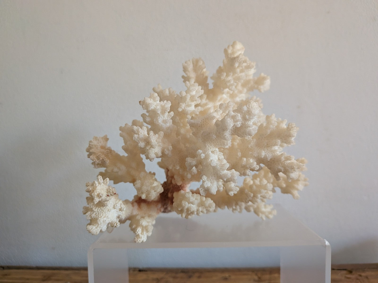 Piece of White Coral Tree Reef 100% Natural Sea Coral Rare Branching Marine Vgc
