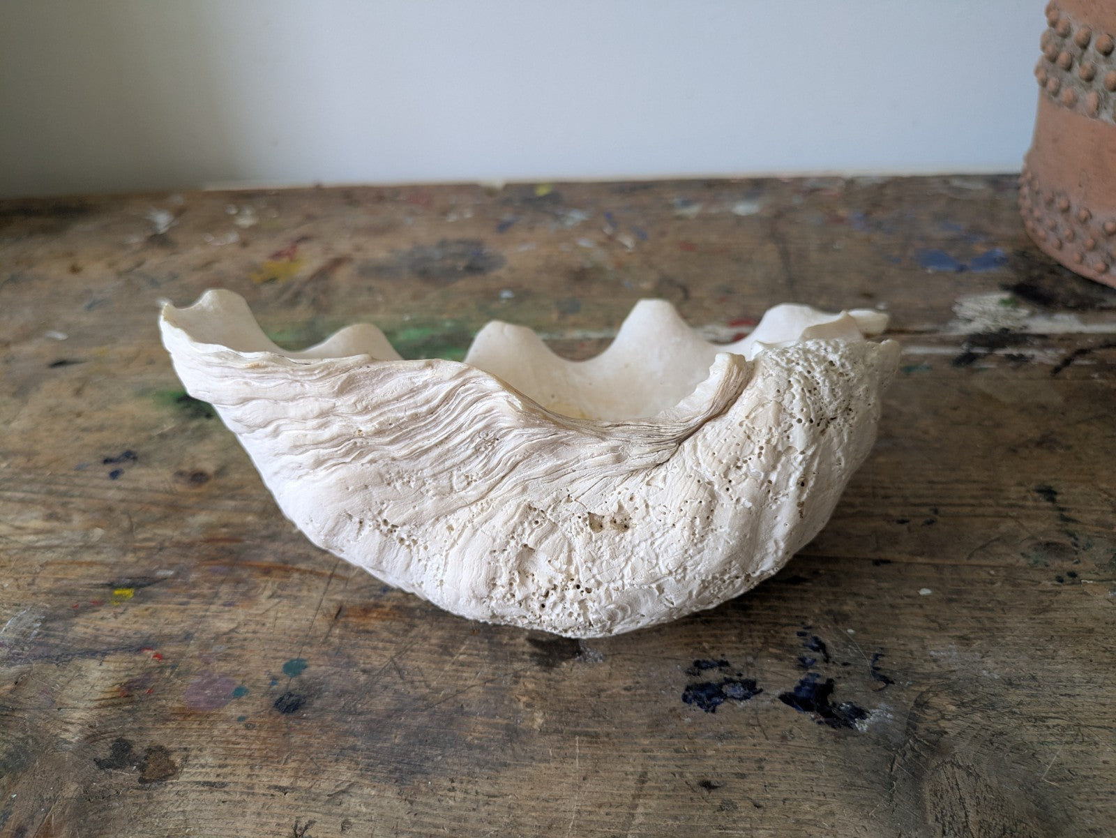 1x Large Natural Seashell Conch Shell Bear Paw Clam Shell Beach Nautical White 