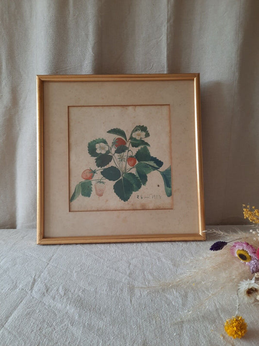 R B Mai 1914 original British 20thC Strawberry Signed Watercolour Botanical Rare