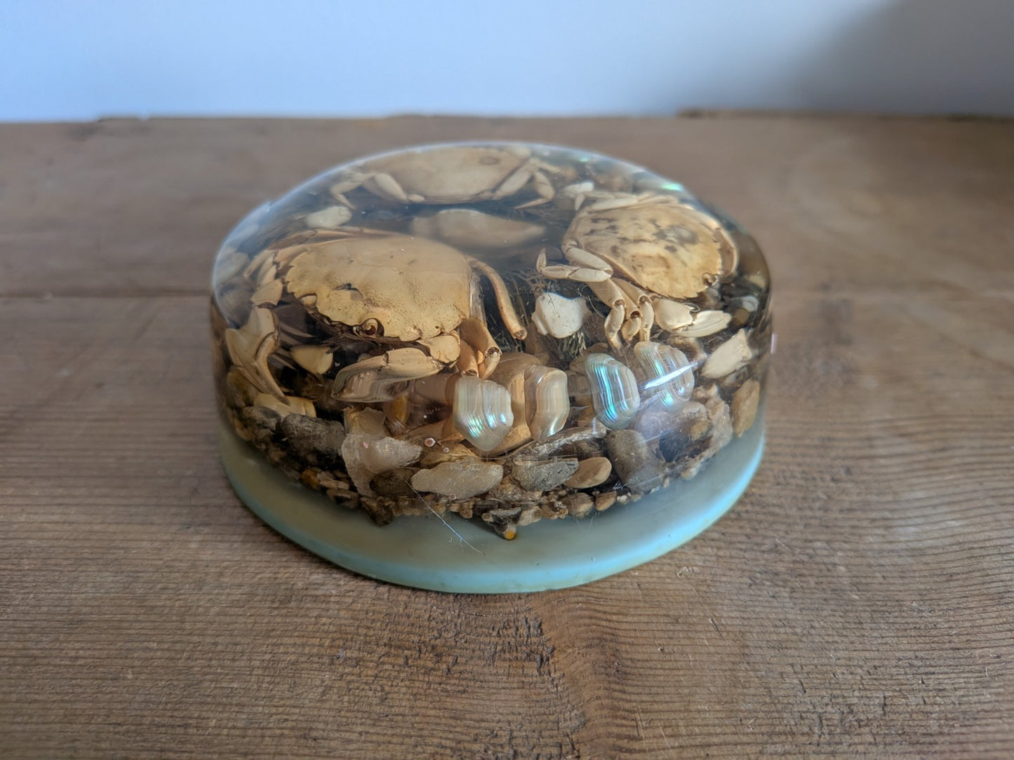 Round Vintage Real Sea Crab + Shells in Resin / Lucite Paperweight Kitsch Retro 