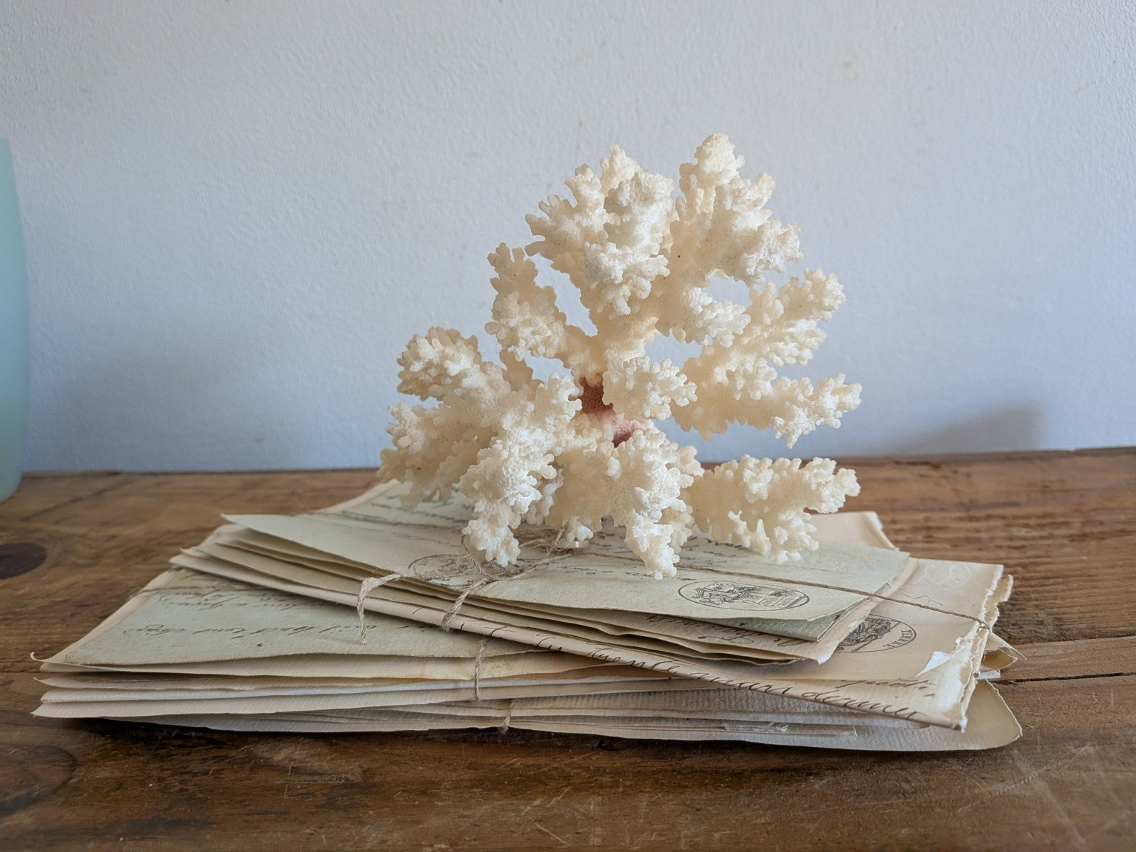 Piece of White Coral Tree Reef 100% Natural Sea Coral Rare Branching Marine Vgc