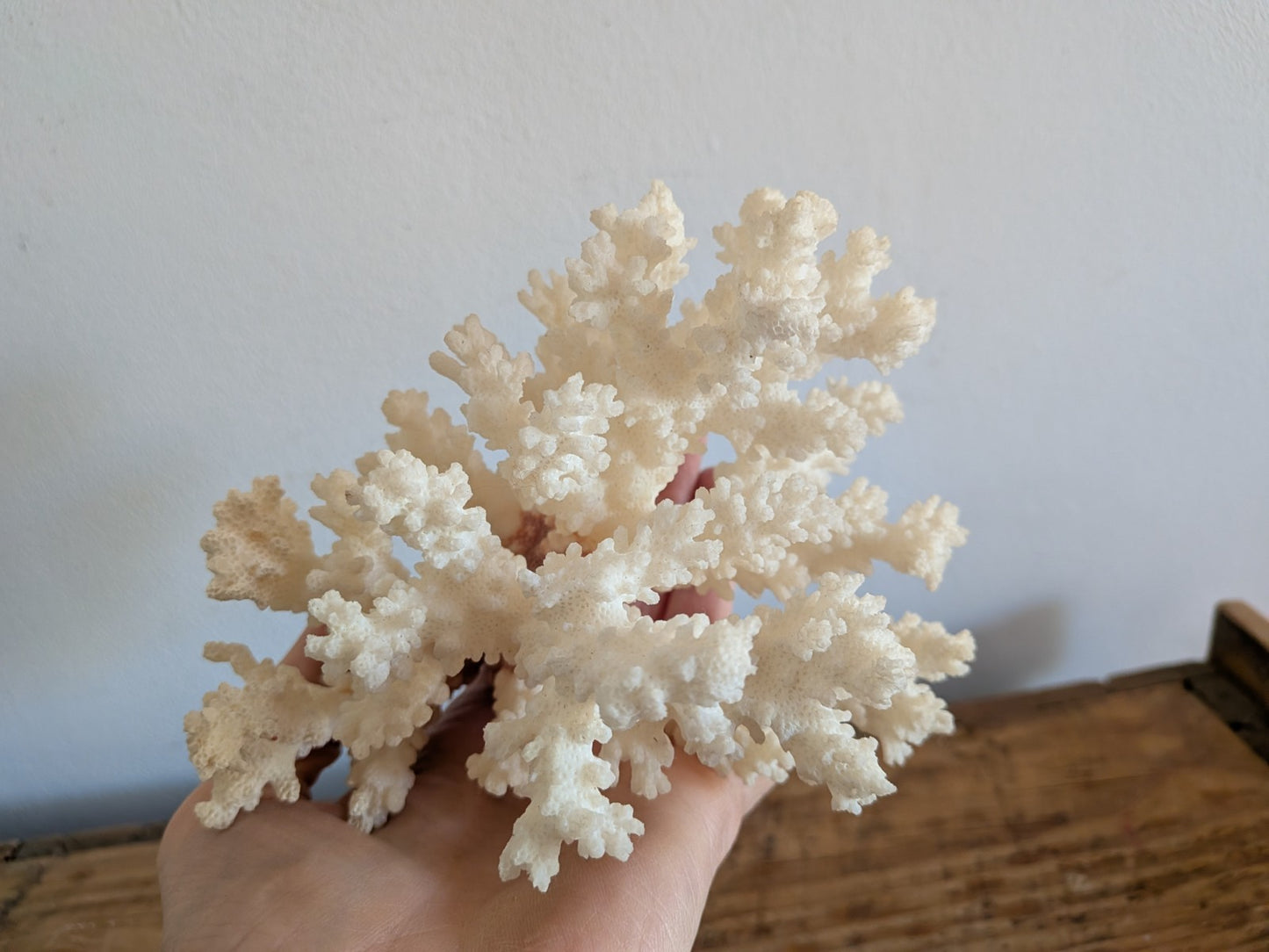 Piece of White Coral Tree Reef 100% Natural Sea Coral Rare Branching Marine Vgc