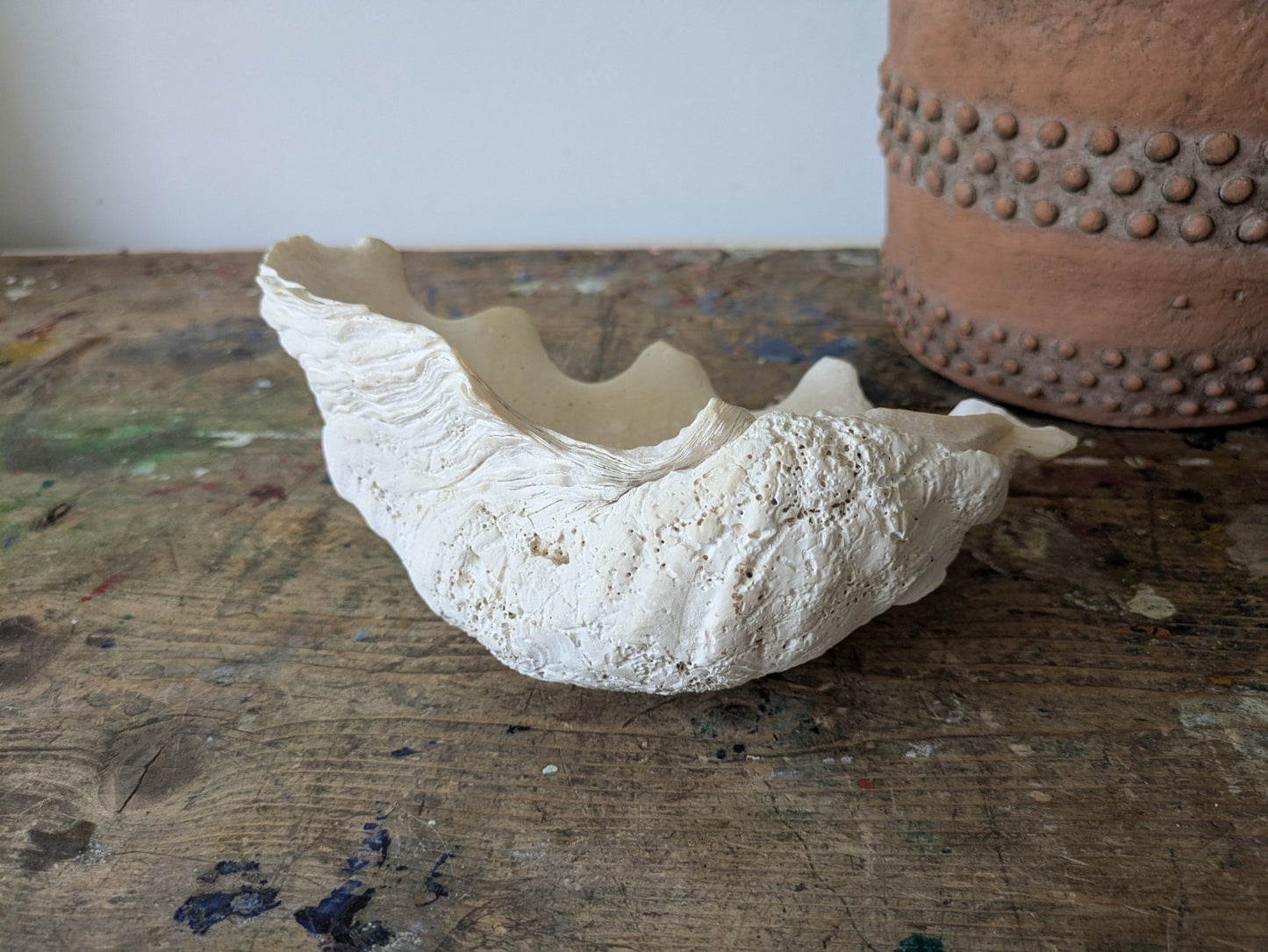 1x Large Natural Seashell Conch Shell Bear Paw Clam Shell Beach Nautical White 
