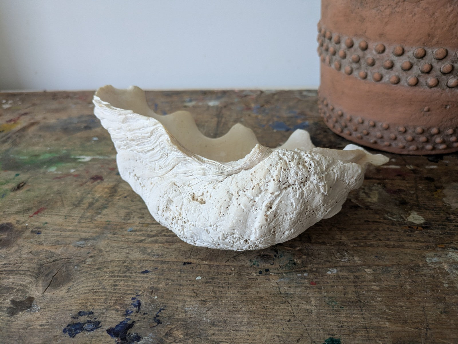 1x Large Natural Seashell Conch Shell Bear Paw Clam Shell Beach Nautical White 