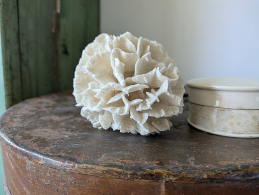 Natural Coral Calcium Carbonate Skeleton  Agaricia Acaricides Thin Lettuce Coral