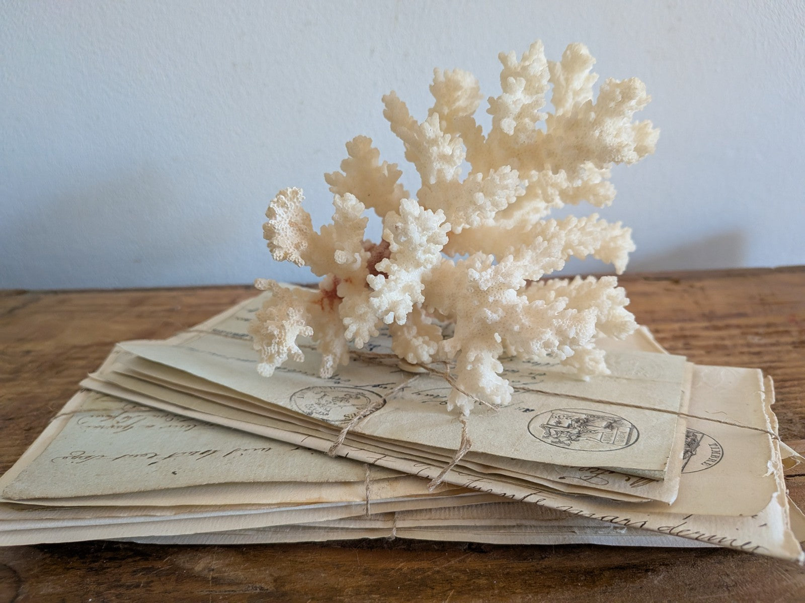 Piece of White Coral Tree Reef 100% Natural Sea Coral Rare Branching Marine Vgc