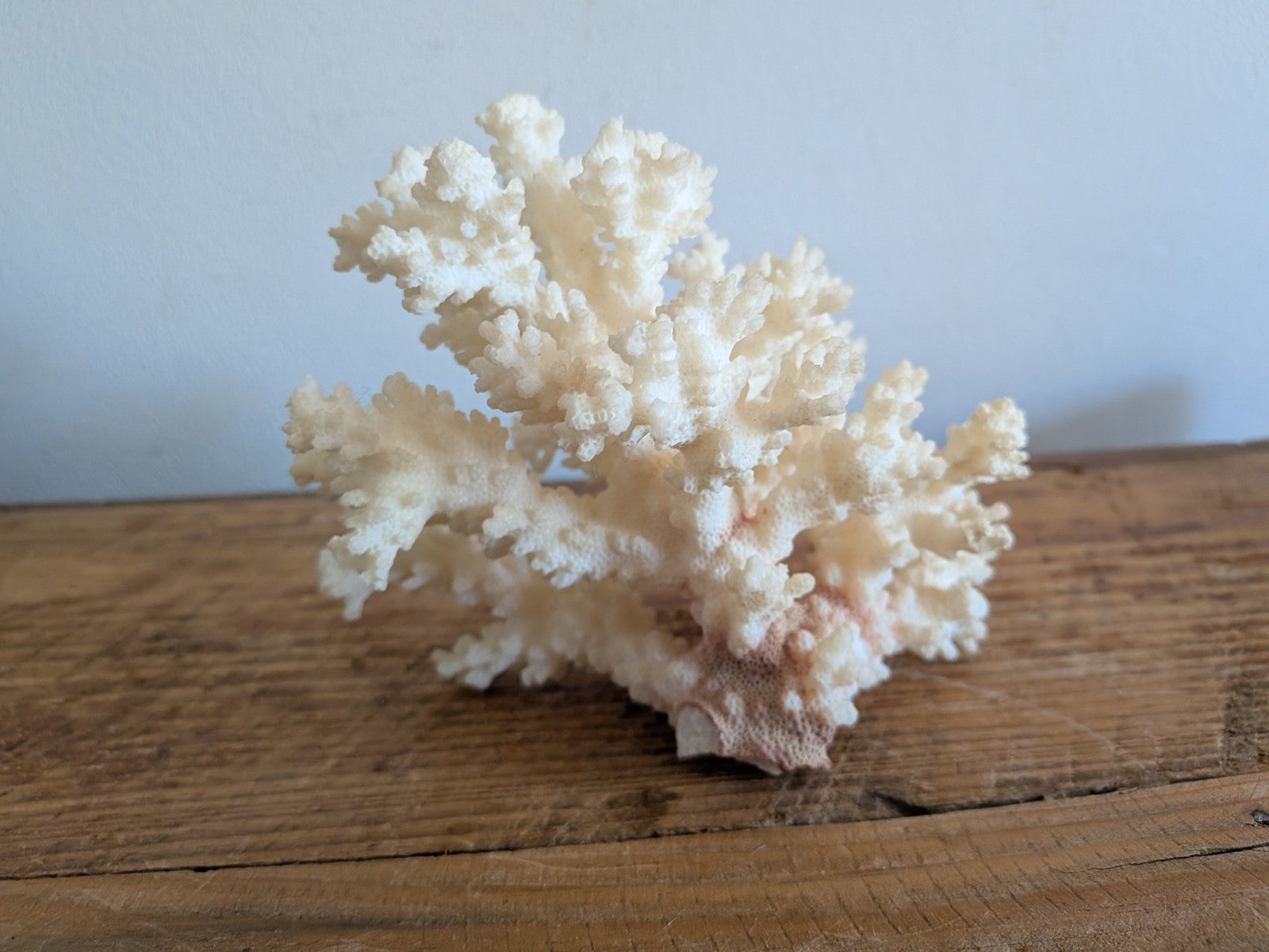 Piece of White Coral Tree Reef 100% Natural Sea Coral Rare Branching Marine Vgc