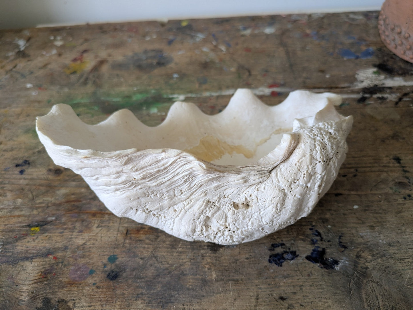 1x Large Natural Seashell Conch Shell Bear Paw Clam Shell Beach Nautical White 