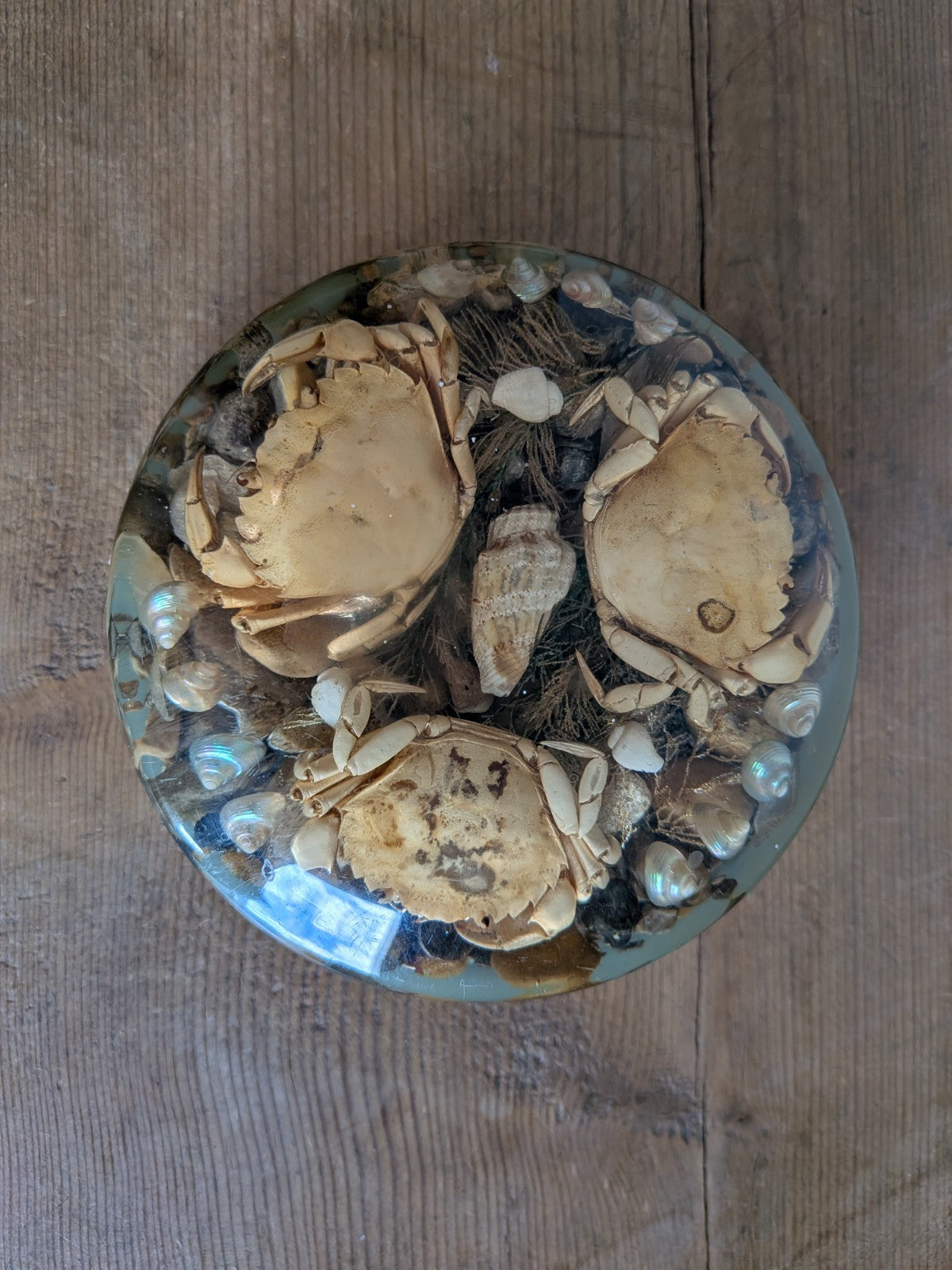 Round Vintage Real Sea Crab + Shells in Resin / Lucite Paperweight Kitsch Retro 