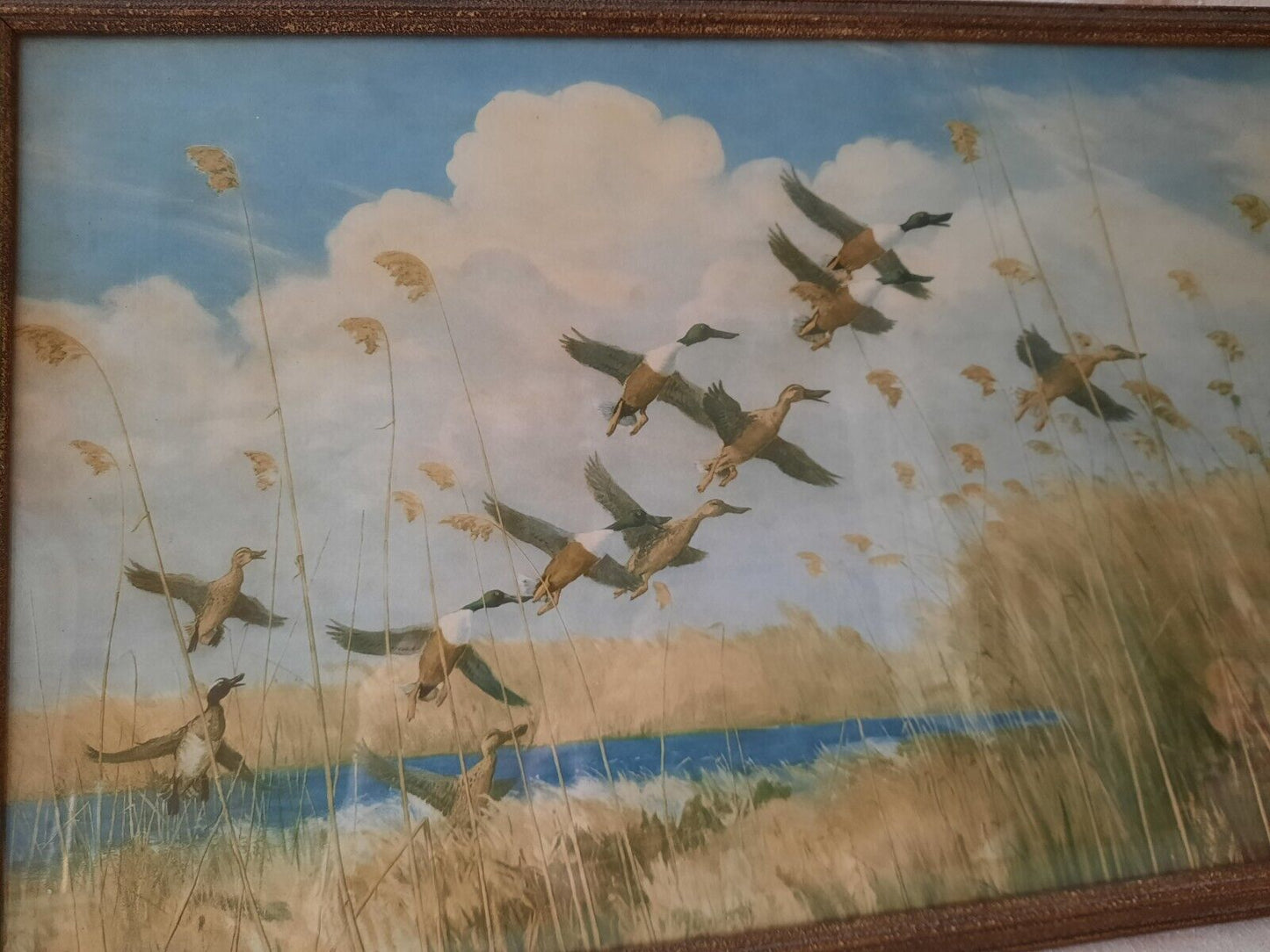 Peter Scott Vintage Framed Print Ducks Taking To Wing 1934 Old Picture Bird Rare