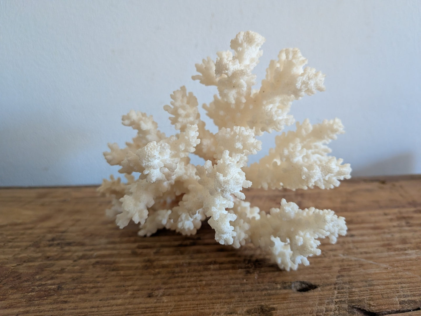 Piece of White Coral Tree Reef 100% Natural Sea Coral Rare Branching Marine Vgc