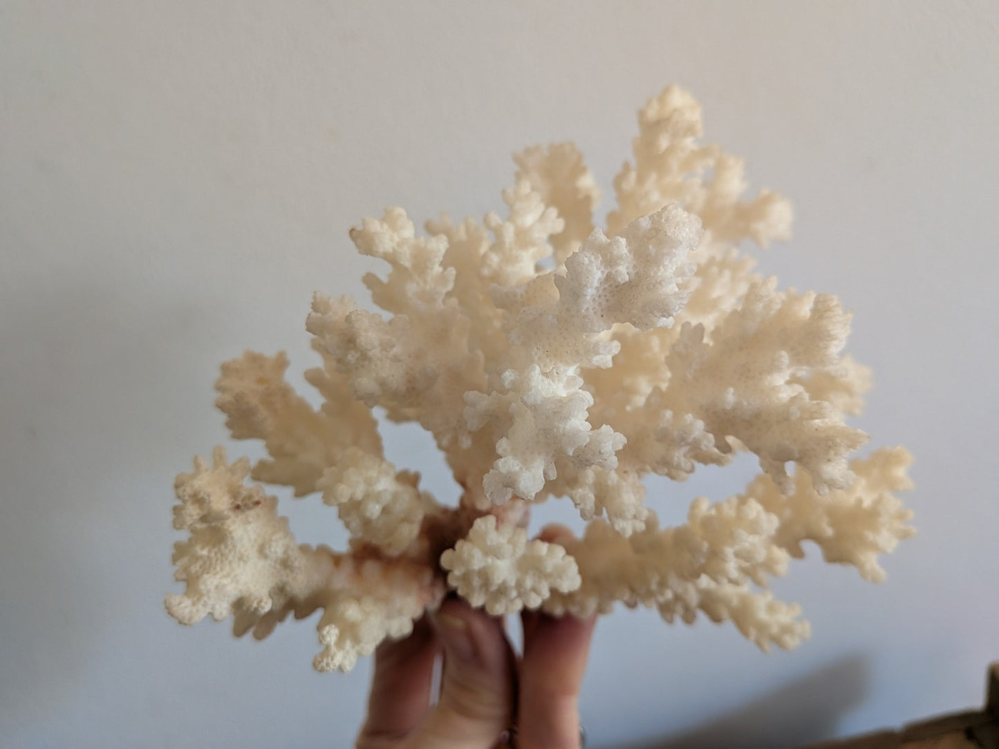 Piece of White Coral Tree Reef 100% Natural Sea Coral Rare Branching Marine Vgc