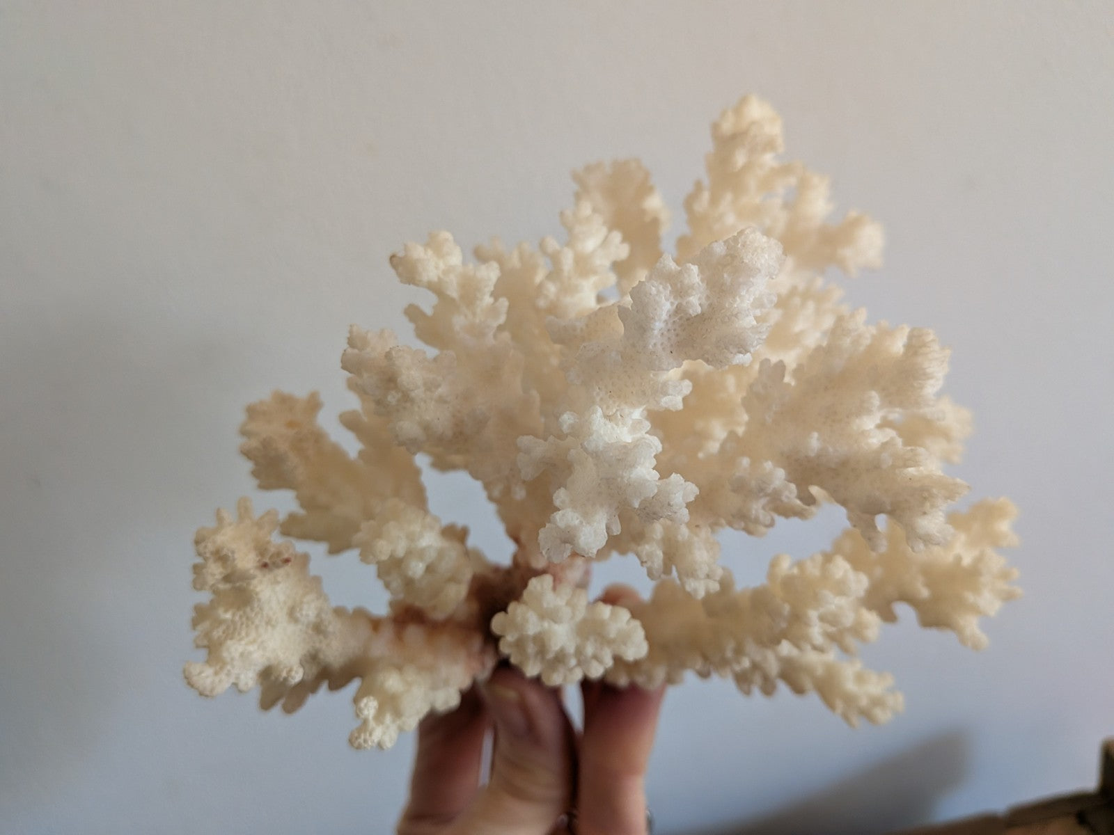 Piece of White Coral Tree Reef 100% Natural Sea Coral Rare Branching Marine Vgc