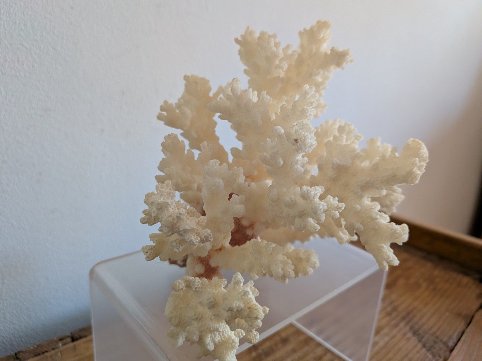 Piece of White Coral Tree Reef 100% Natural Sea Coral Rare Branching Marine Vgc