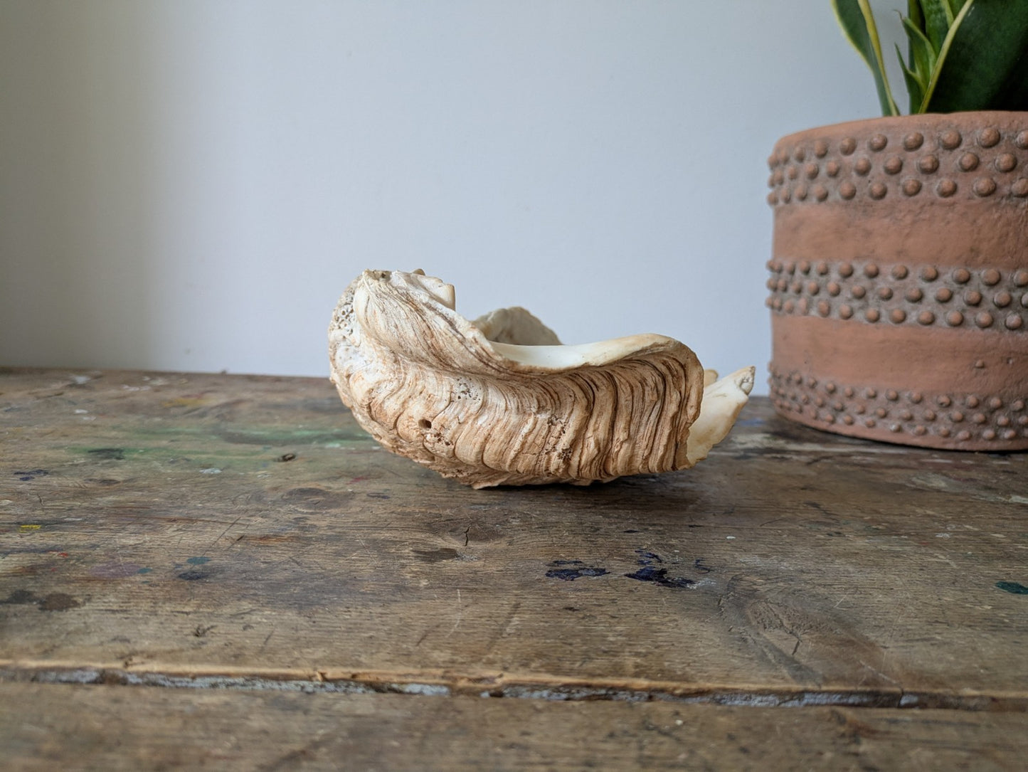 1x Large Natural Seashell Conch Shell Bear Paw Clam Shell Beach Nautical Sea Vgc