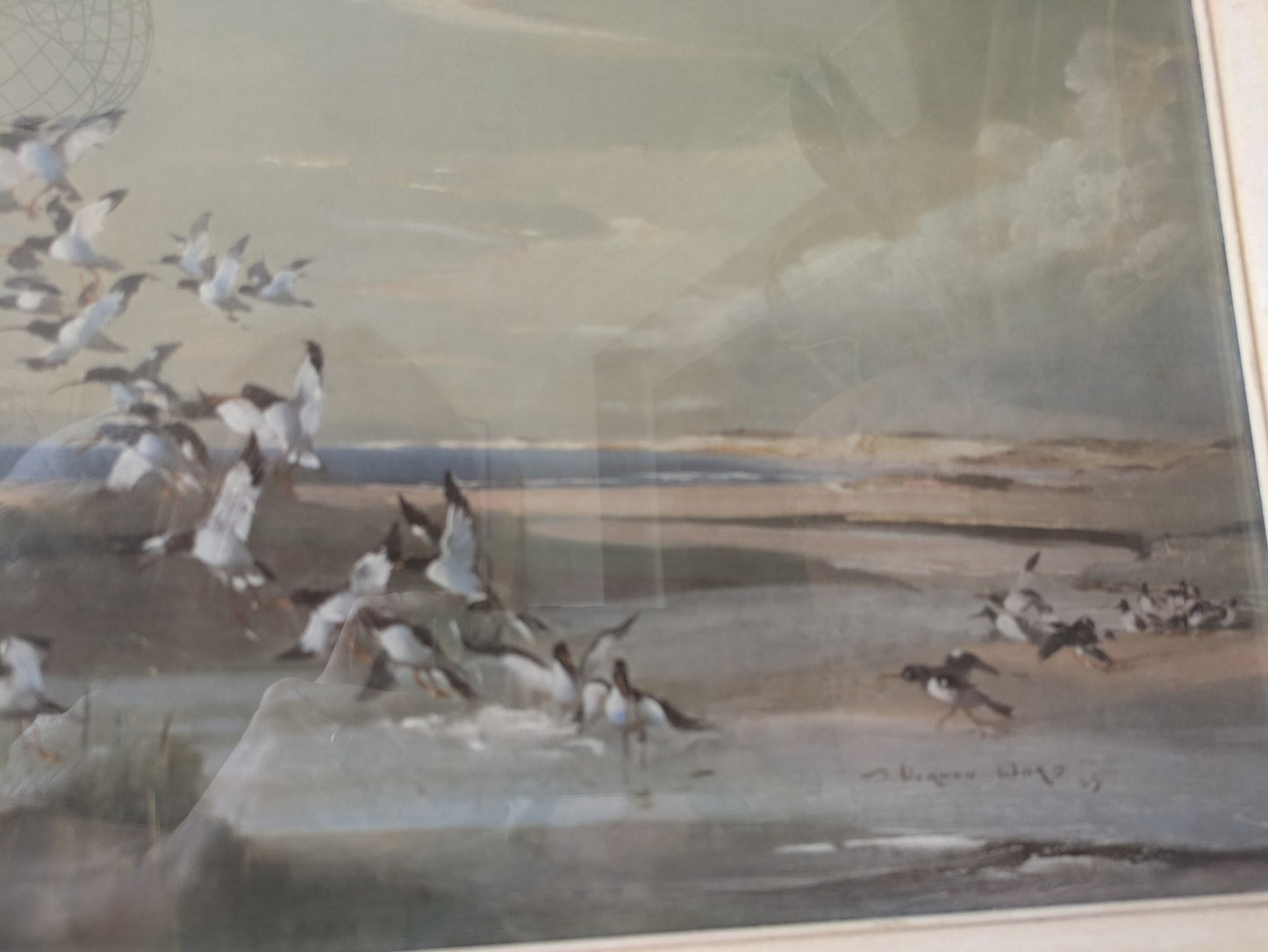 1940s Mid Century Print, FRIGHTENED OYSTER CATCHERS Vernon Ward Birds Flying Vgc