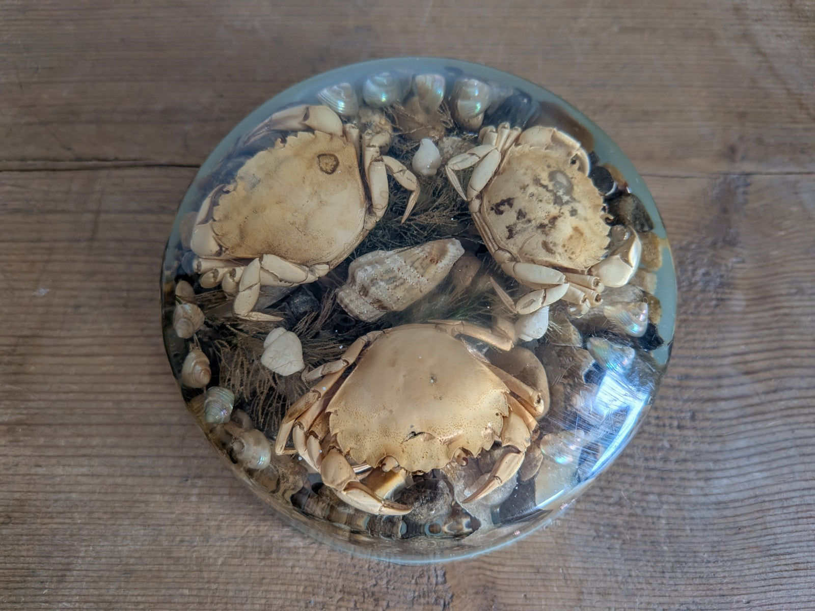 Round Vintage Real Sea Crab + Shells in Resin / Lucite Paperweight Kitsch Retro 