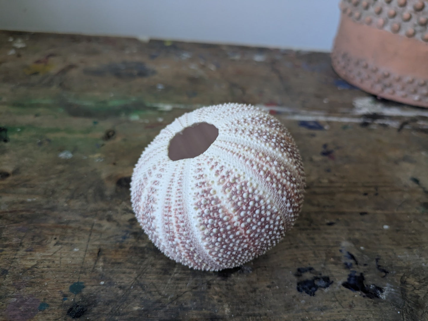 Medium Cornish Sea Urchin Nautical Shell Sea Decor Bathroom Beach Interior Vgc