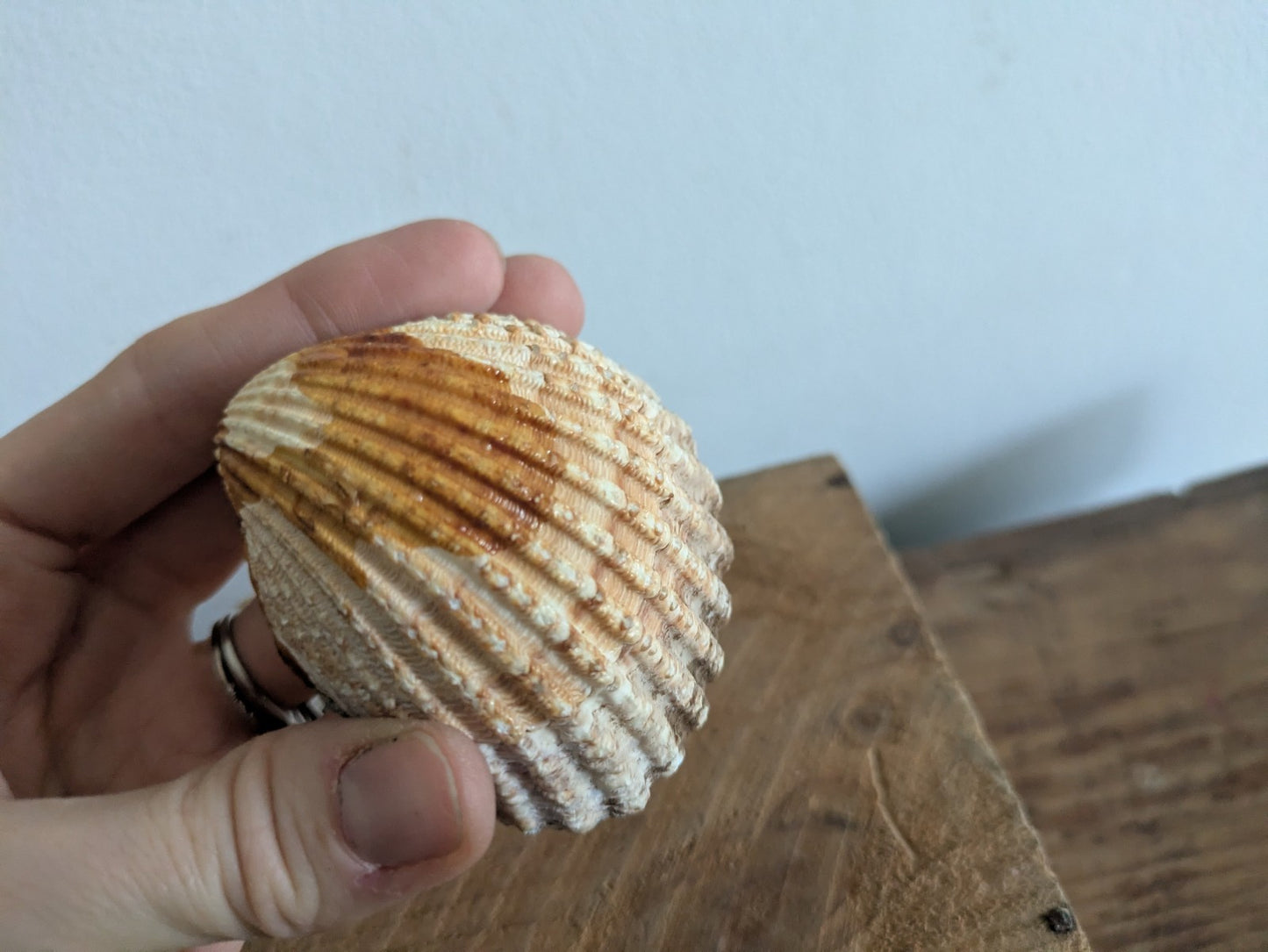 Mid Century Hand Crafted Sea Shell Folk Art Figurine Vintage Ornament Nautical 