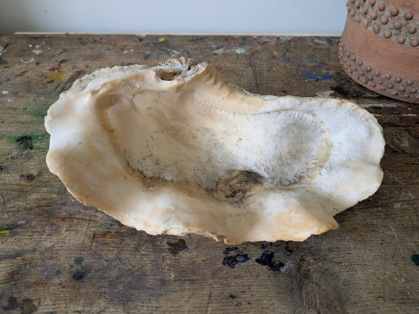 1x Large Natural Seashell Conch Shell Bear Paw Clam Shell Beach Nautical Sea Vgc