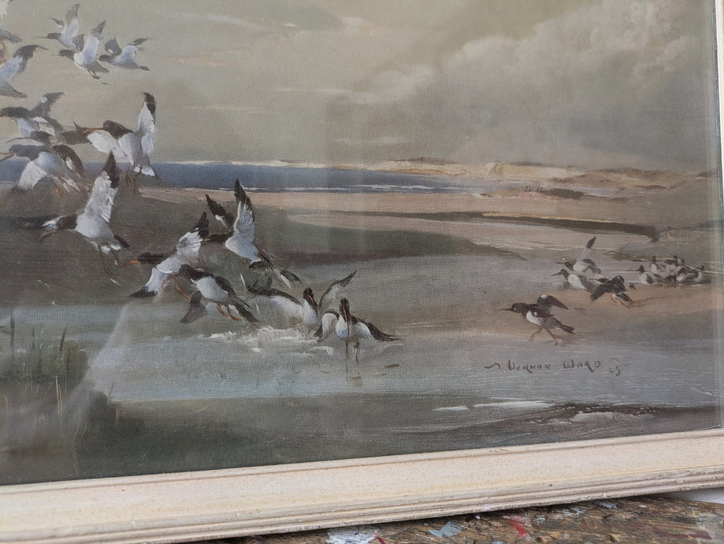 1940s Mid Century Print, FRIGHTENED OYSTER CATCHERS Vernon Ward Birds Flying Vgc