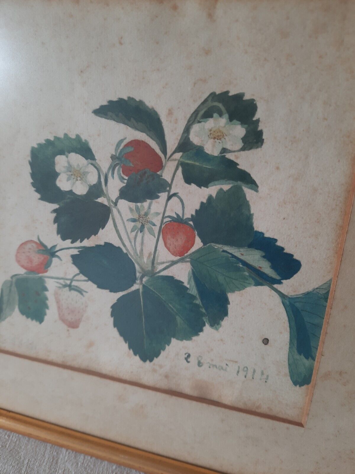 R B Mai 1914 original British 20thC Strawberry Signed Watercolour Botanical Rare