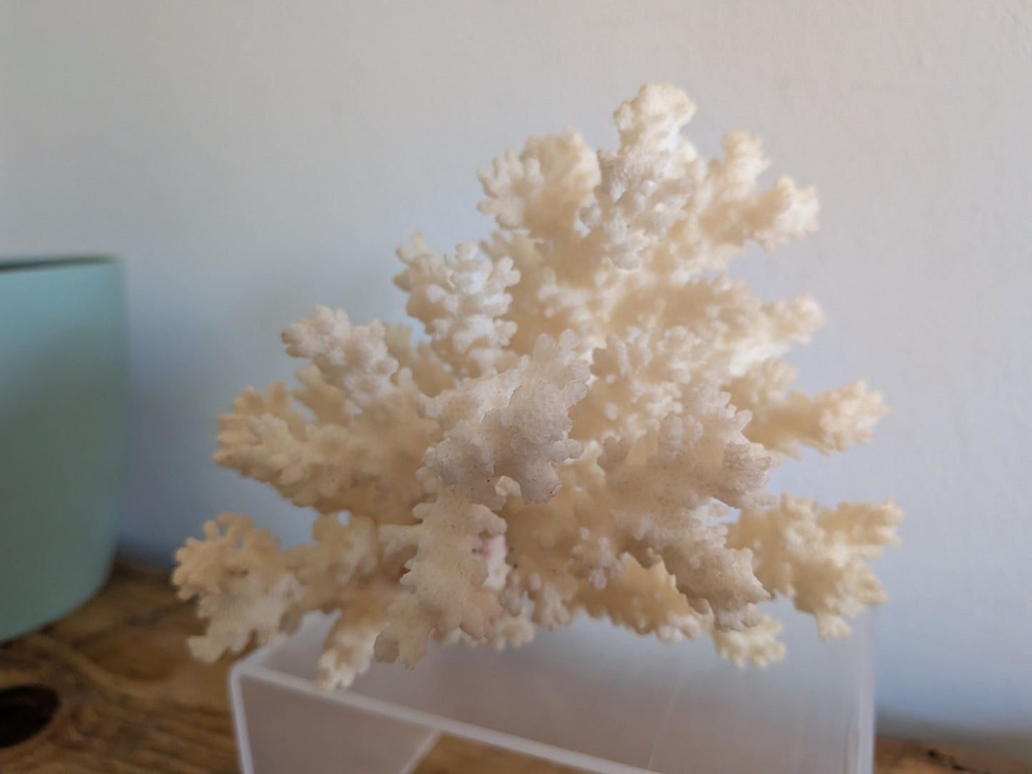 Piece of White Coral Tree Reef 100% Natural Sea Coral Rare Branching Marine Vgc