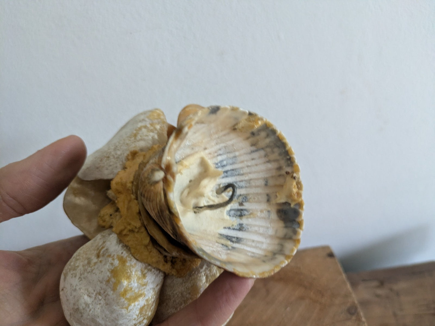 Mid Century Hand Crafted Sea Shell Doll Folk Art Lady Figurine Vintage Ornament 