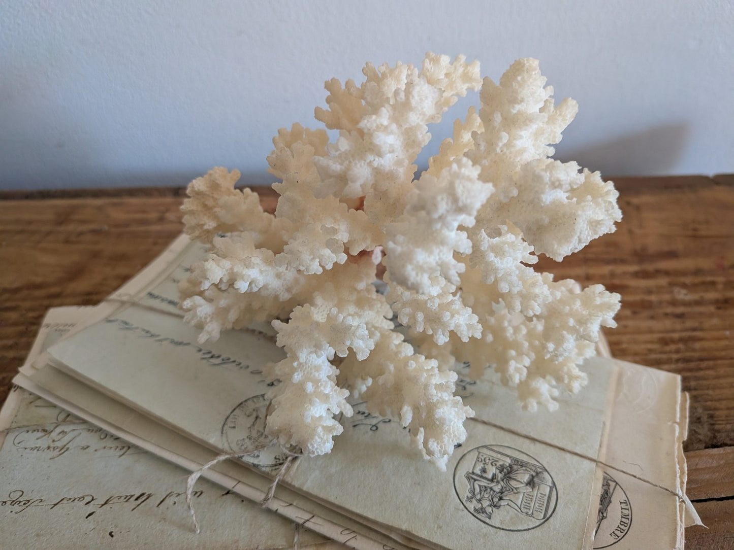Piece of White Coral Tree Reef 100% Natural Sea Coral Rare Branching Marine Vgc