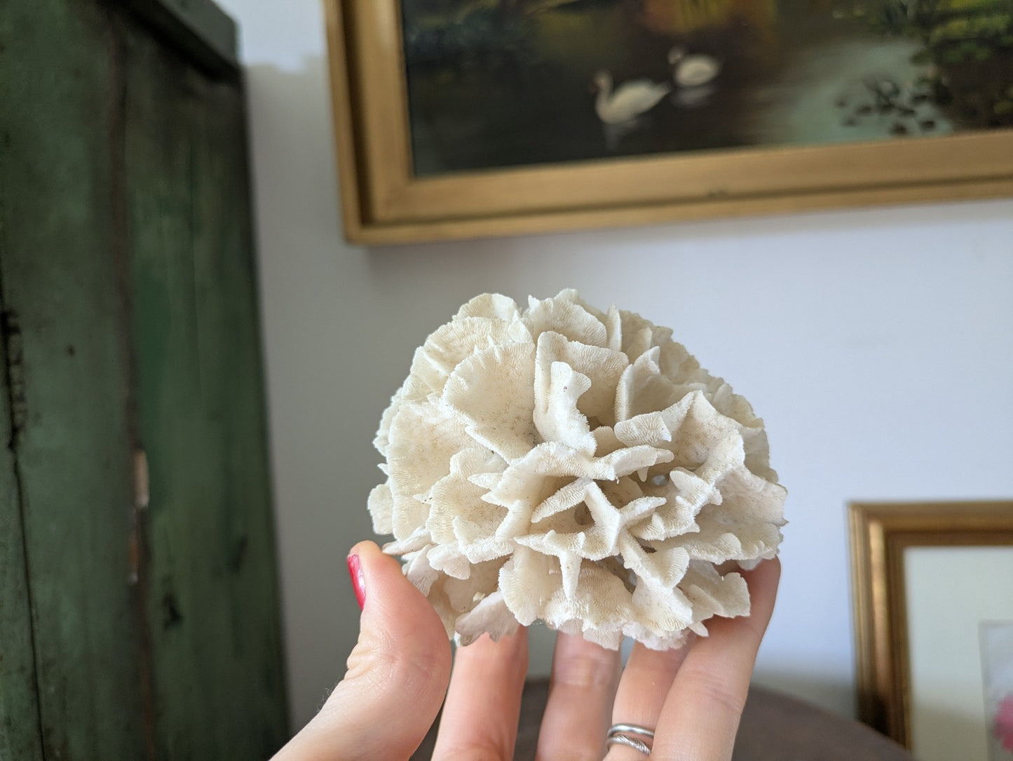 Natural Coral Calcium Carbonate Skeleton  Agaricia Acaricides Thin Lettuce Coral