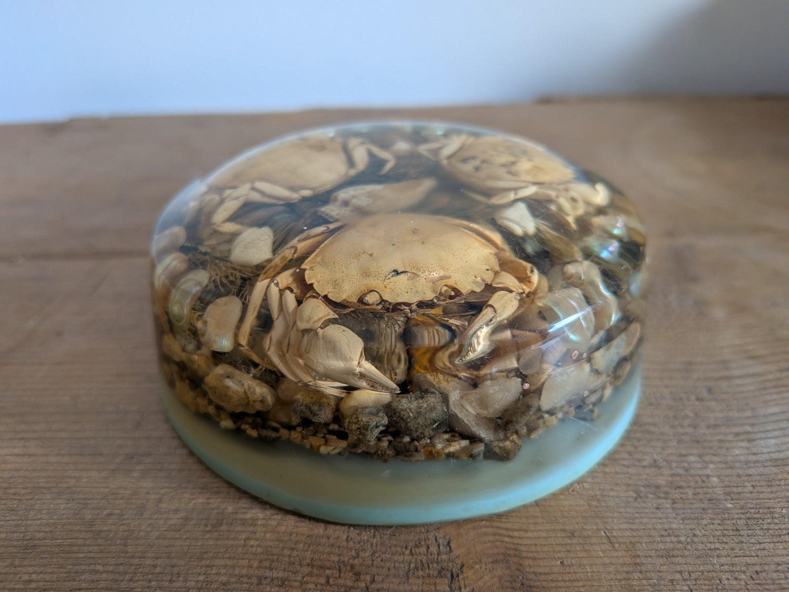 Round Vintage Real Sea Crab + Shells in Resin / Lucite Paperweight Kitsch Retro 