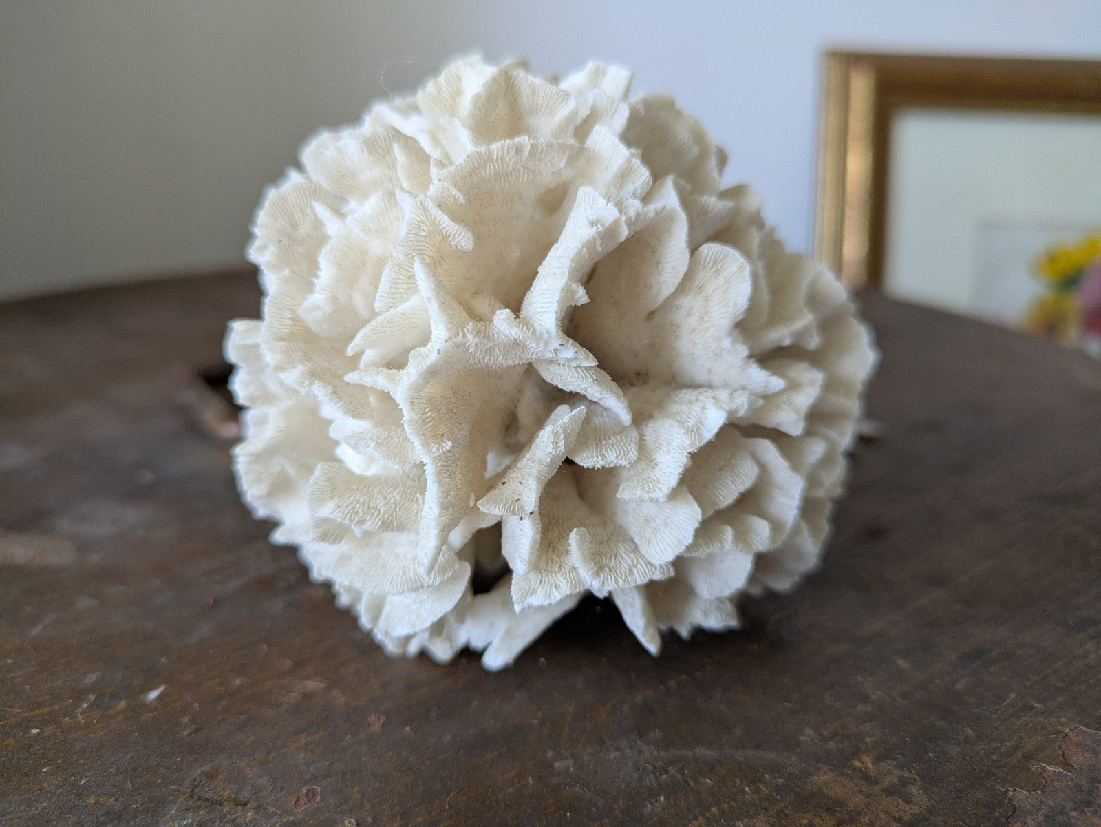 Natural Coral Calcium Carbonate Skeleton  Agaricia Acaricides Thin Lettuce Coral