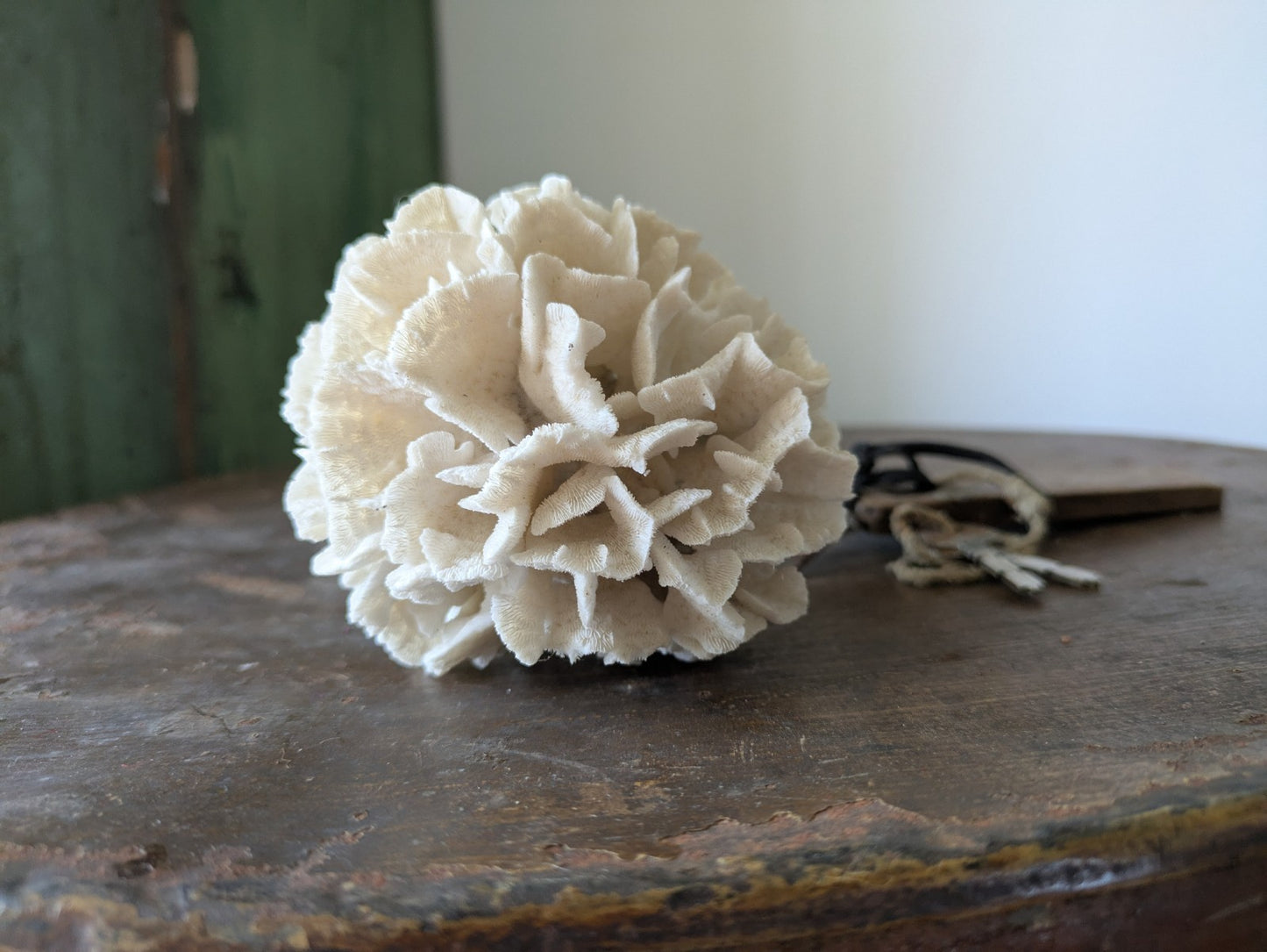 Natural Coral Calcium Carbonate Skeleton  Agaricia Acaricides Thin Lettuce Coral