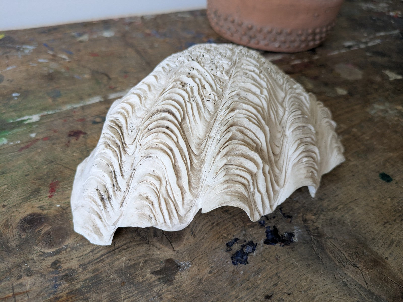 1x Large Natural Seashell Conch Shell Bear Paw Clam Shell Beach Nautical White 