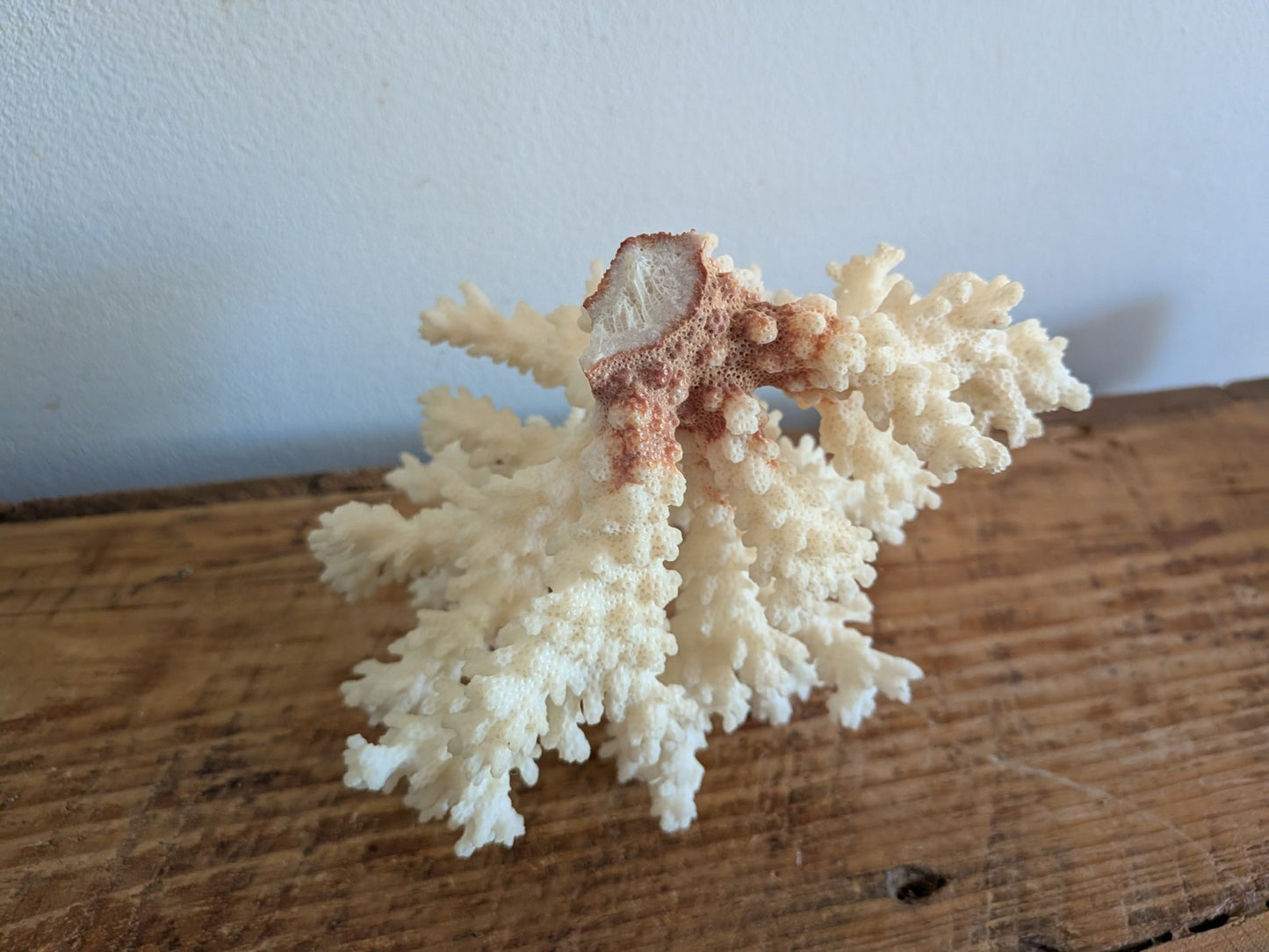 Piece of White Coral Tree Reef 100% Natural Sea Coral Rare Branching Marine Vgc