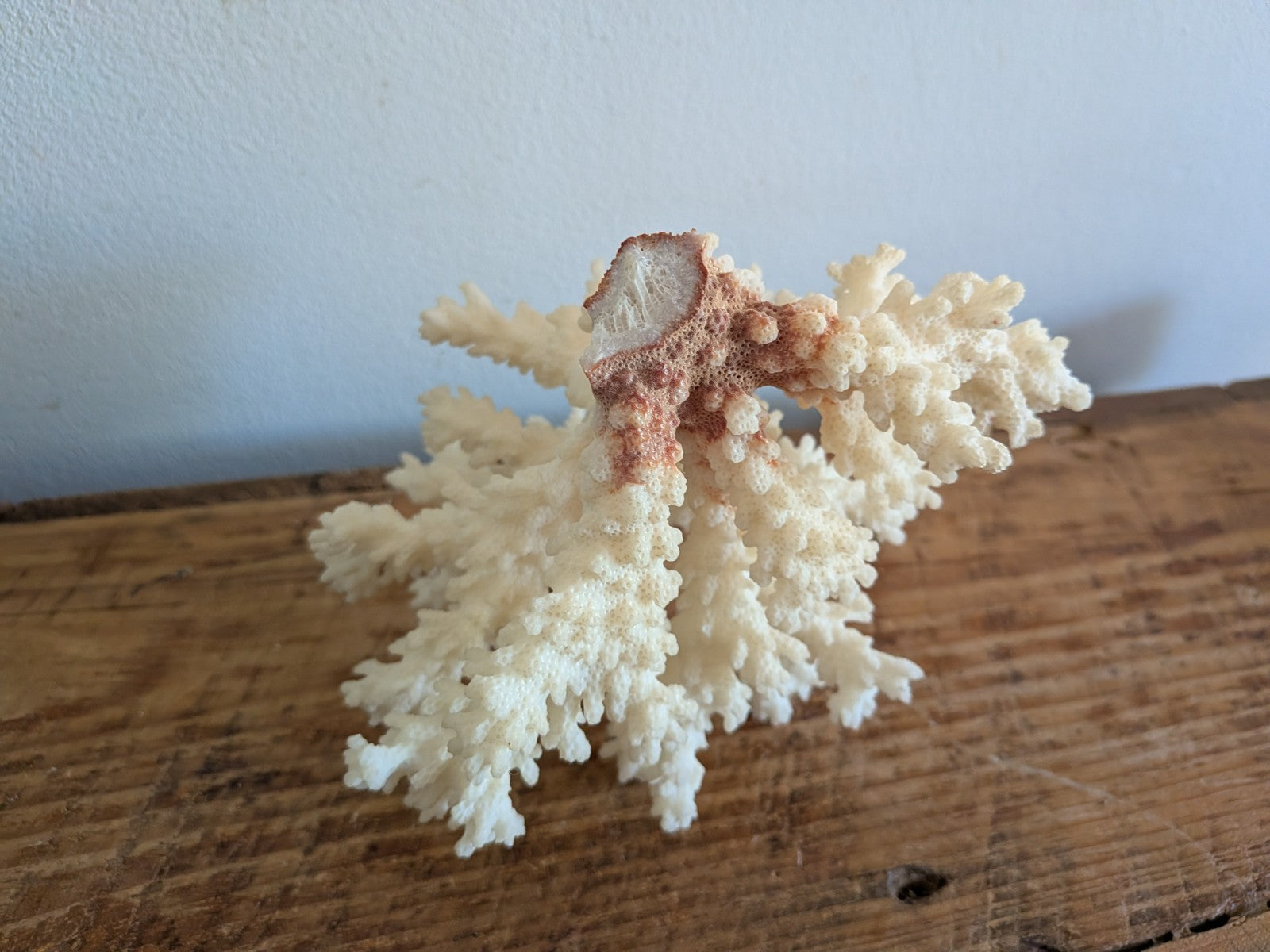 Piece of White Coral Tree Reef 100% Natural Sea Coral Rare Branching Marine Vgc