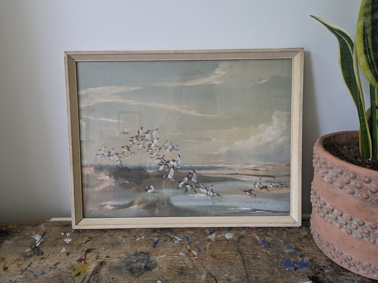 1940s Mid Century Print, FRIGHTENED OYSTER CATCHERS Vernon Ward Birds Flying Vgc